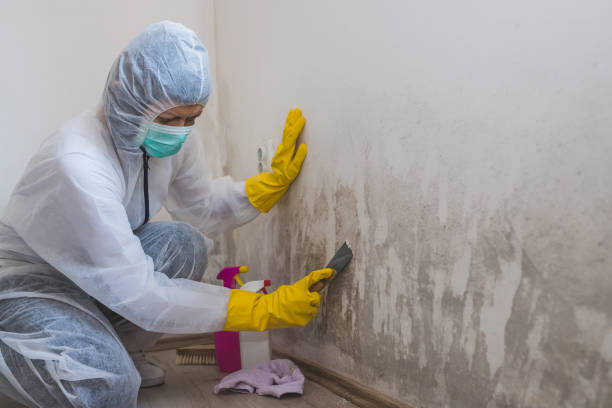 Best Crawl Space Mold Remediation in Hackensack, NJ