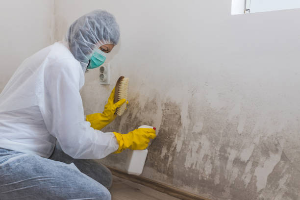 Best White Mold Remediation in Hackensack, NJ