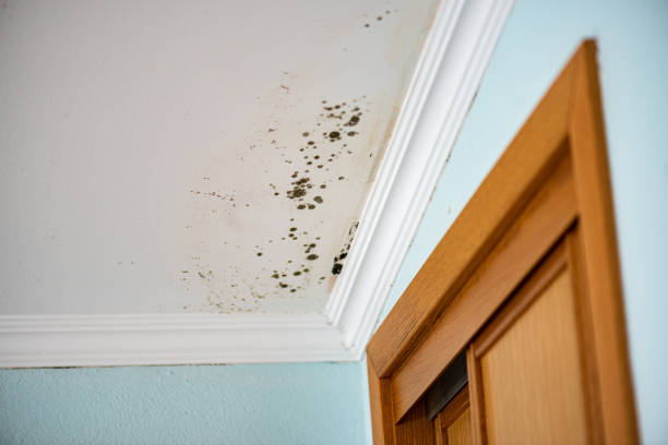 Best Residential Mold Remediation in Hackensack, NJ