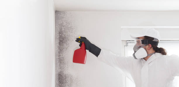 Best Mold Testing and Inspection Services in Hackensack, NJ