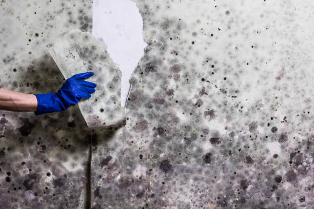 Best Industrial Mold Remediation in Hackensack, NJ