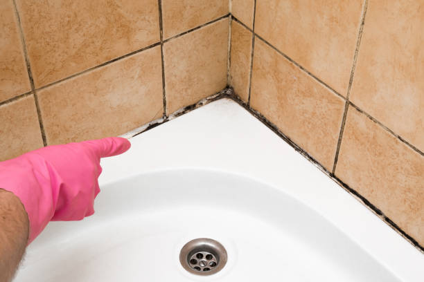 Best Crawl Space Mold Remediation in Hackensack, NJ